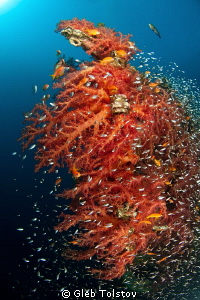 Soft corals on Satil wreck by Gleb Tolstov 